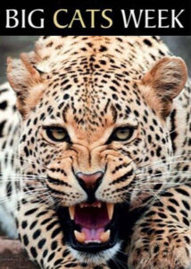 دانلود مستند یک هفته با گربه‌سانان Chasing Big Cats 2004 دوبله فارسی