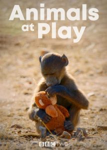 Animals-at-Play-2019