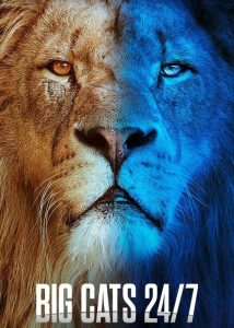 Big-Cats-24-7-2024